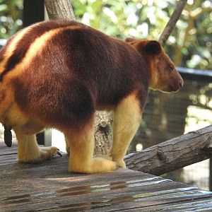 Goodfellow's Tree-Kangaroo