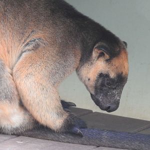 Lumholtz's Tree-Kangaroo