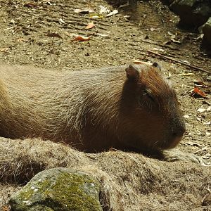 Capybara