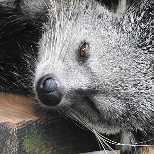 Binturong