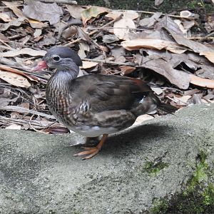 Mandarin Duck (female)