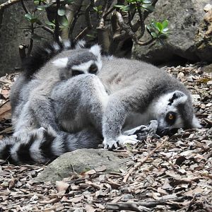 Ring-Tailed Lemurs