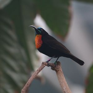 Scarlet Chested Sunbird