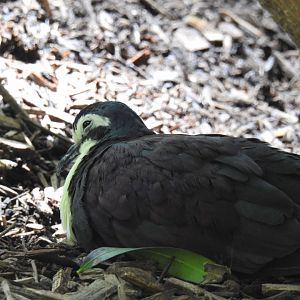White-Breasted Ground-Dove