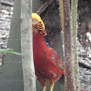 Golden Pheasant (male)