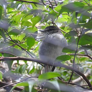 Hooded Robin (female)