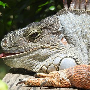 Green Iguana