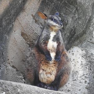 Brush-Tailed Rock-Wallaby