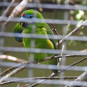 Double-Eyed Fig-Parrot