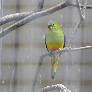 Orange-Bellied Parrot