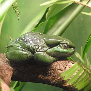 Magnificent Tree-Frog