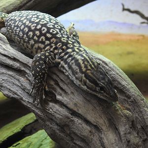 Spiny-Tailed Monitor