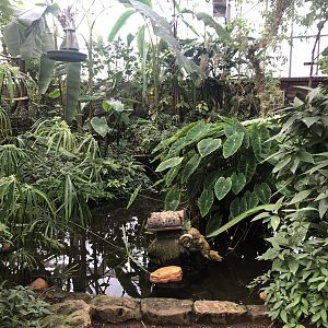 Pond in the Butterfly House at Tropical Butterfly House (March 2023)