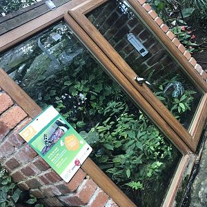 Poison Dart Frog Enclosure at Tropical Butterfly House (March 2023)