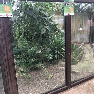 Spectacled Caiman Enclosure at Tropical Butterfly House (March 2023)