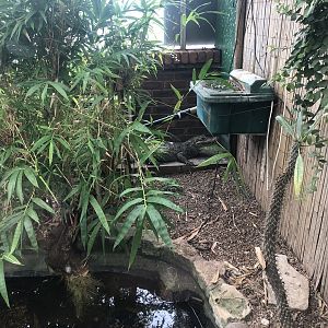 Spectacled Caiman Enclosure at Tropical Butterfly House (March 2023)