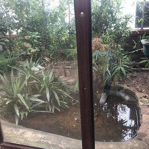 Spectacled Caiman Enclosure at Tropical Butterfly House (March 2023)