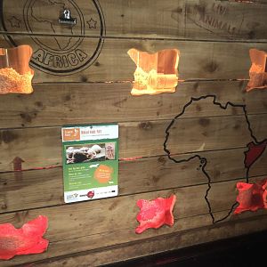 Naked Mole Rat Enclosure at Tropical Butterfly House (March 2023)