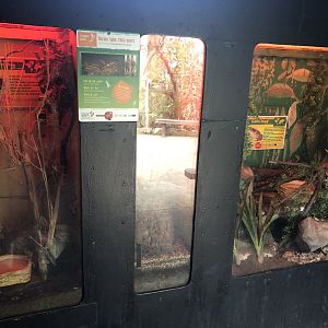 Frog and Stick Insect Enclosures at Tropical Butterfly House (March 2023)