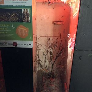 Borneo Spiny Stick Insect Enclosure at Tropical Butterfly House (March 2023)