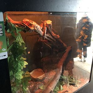 Royal Python Enclosure at Tropical Butterfly House (March 2023)