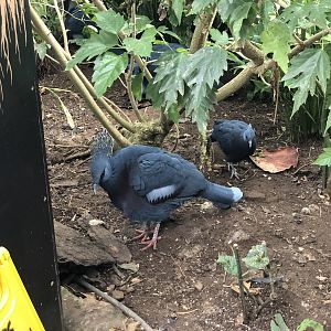Victoria Crowned Pigeons at Tropical Butterfly House (March 2023)