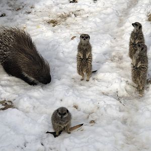 Meerkats and a Porcupine in the Snow at Tropical Butterfly House (March 2023)
