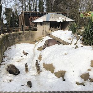Meerkat/Porcupine Enclosure in the Snow at Tropical Butterfly House (March 2023)