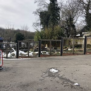 Asian Short-clawed Enclosure Otter at Tropical Butterfly House (March 2023)