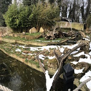 Asian Short-clawed Enclosure Otter at Tropical Butterfly House (March 2023)