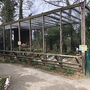 Snowy Owl Aviary at Tropical Butterfly House (March 2023)