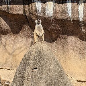 Meerkat
