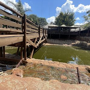 Pygmy Hippo Enclosure (Choeropsis liberiensis)