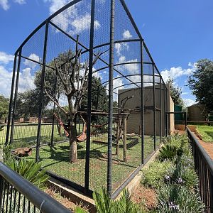 L'Hoest's Monkey (Cercopithecus lhoesti)