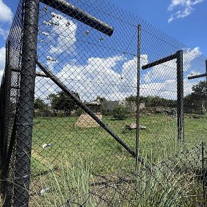 'White' Tiger (Panthera tigris)