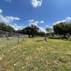 Bat-eared fox Enclosure (Otocyon megalotis)