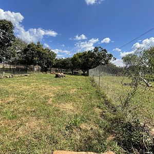 Fennec Fox Enclosure (Vulpes zerda)