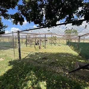 #1 Clouded leopard Enclosure (Neofelis nebulosa)