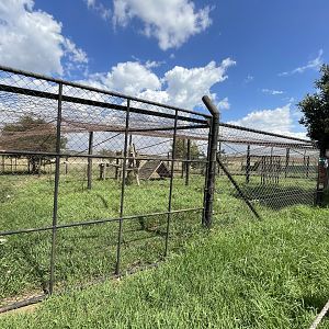 #2 Clouded leopard Enclosure (Neofelis nebulosa)