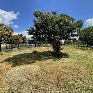 Ocelot Enclosure (Leopardus pardalis)