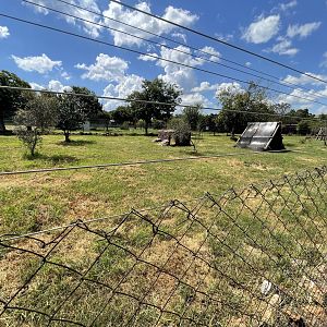 Cheetah Enclosure (Acinonyx jubatus)