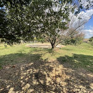#2 Pygmy Hippo Enclosure (Choeropsis liberiensis)