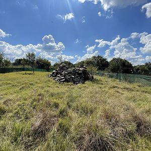 Klipsringer Enclosure (Oreotragus oreotragus)