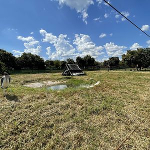 Marabou Stork Enclosure (Leptoptilos crumenifer)