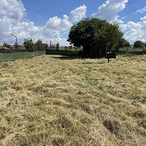 Natal Red Duiker Enclosure (Cephalophus natalensis)