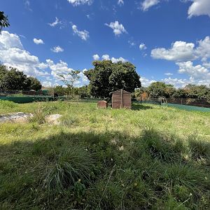 Suni Enclosure (Neotragus moschatus)