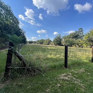 Hippo and Antelope Mixed Enclosure (Hippopotamus amphibius)