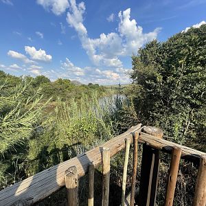 Hippo and Antelope Mixed Enclosure (Hippopotamus amphibius)