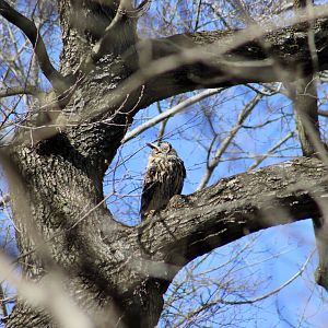 Flaco the Loose Eurasian Eagle Owl (Bubo bubo)