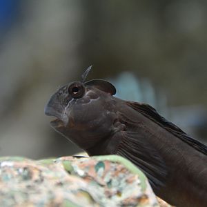Rippled rockskipper (Istiblennius edentulus)